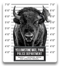 Yellowstone Mugshot Bison | Sticker